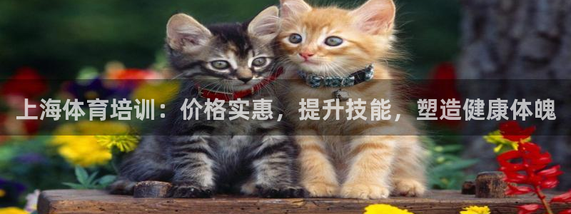 尊龙平台有谁玩过：上海体育培训：价格实惠，提升技能，